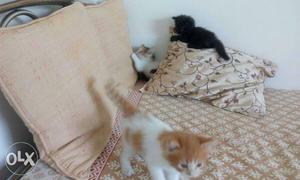 Persian cats for sale. 1 months old. six thousand