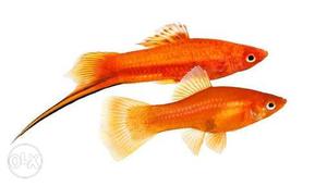 Swordtail fish breeding pair