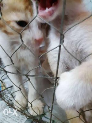 Two White-and-brown Short-haired Cats Price can be managed