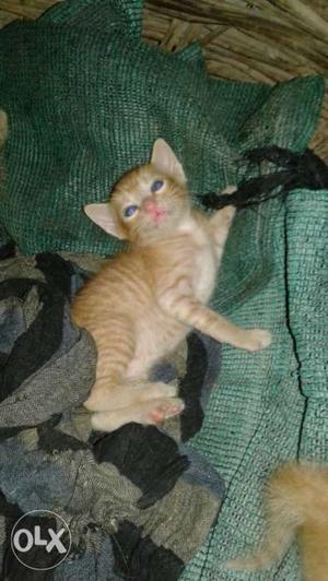 Very cute tabby male and female kittens
