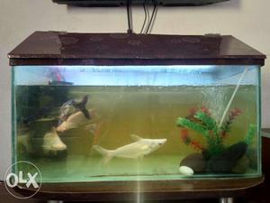 Want sell my fish tank 2ft/1ft/1ft with fish & all accessory