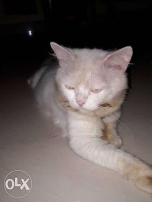 White Cat In Kodur
