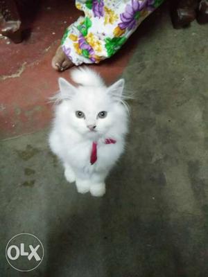 White Cat In Shivamogga