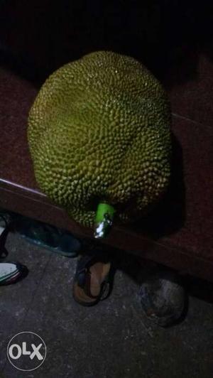 Kapo Jackfruit for sale