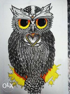 Owl Illustration