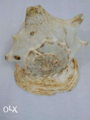 Shankh (Conch Shell)