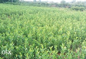 Citrus (mosambi,bathai) plants for sale...