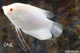 Giant gourami fish, 3 inch, good quality and fast growing