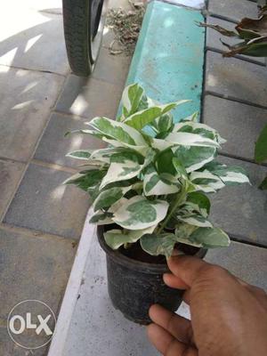 Green And White Leaf Potted Plant