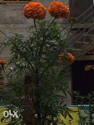 Orange Marigold Flower Plant with Pot for sale.