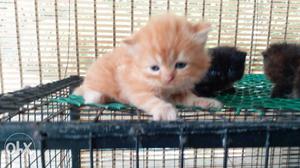 1 month age Persian cat kittens for