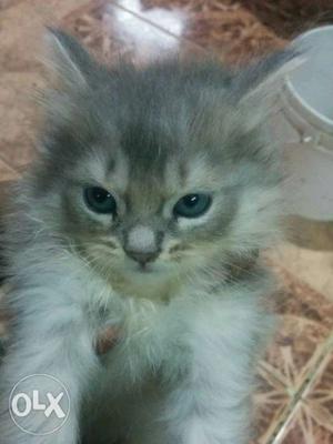 1 month old FEMALE persian cat. Interested can