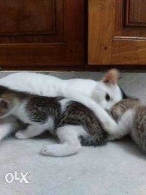 1 year old Cat and Two Grey Kittens