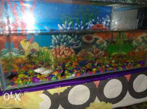 10 days used.with 4pair colour fishes.