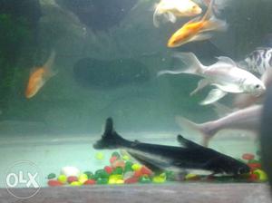 18 fish for sell in  msg me for details of