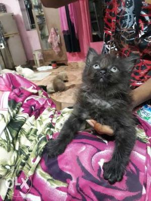 1month old female black colour kitten whtsp