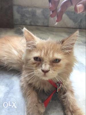 2 Months old Persian Cat Doll face NEGOTIABLE Female