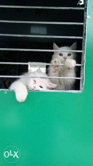 2 Persian 8 month old white cats