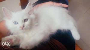 2 colour eye pure white persian kittens male available for