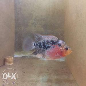 2 inches HQ Fader Flowerhorn head popped