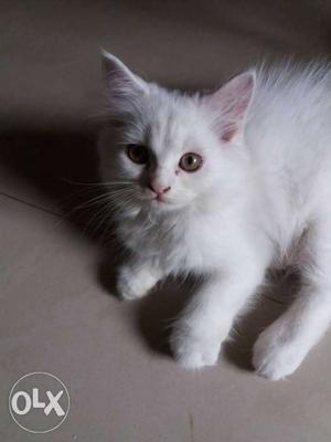 2 months old white colour Persian male cat.