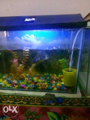 2 types of fish aquarium with fish with led