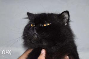 2Yrs old Male Black Doll Face Persian