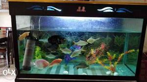 3FT Aquarium with Fishes and Accessories