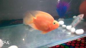 4 inch male blood parrottt fish ready to breed