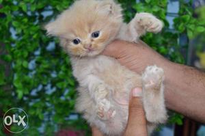 45days Cream Persian Kitten