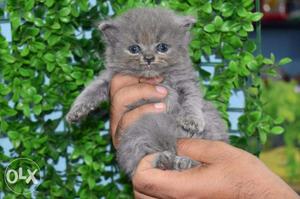 45days Grey Persian Kitten