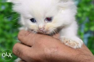 45days Himalayan Color Point Persian Kitten