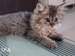 50Days old Tabby Persian Kitten