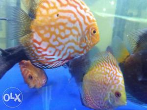 8 imported discus fishes for sell 2 discus of 6"