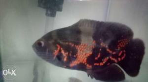 8"black Oscar fish bright colors very active and