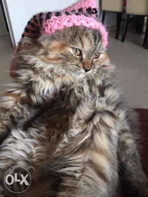 9 months old Persian kitten.