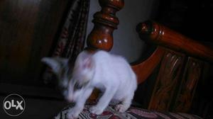 A cat of 4 months old plz adopt it. Totally free