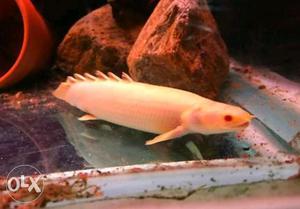 Albino bichir fish