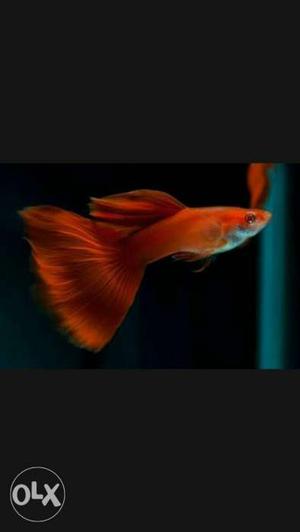 Albino full red guppies for sale.pair