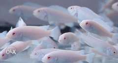 Albino ice blue cichlid for sale 3 inch 250 per