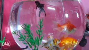 Aquarium bowl for sale... with fishes, gravel and