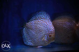 Aquarium fish - discus available