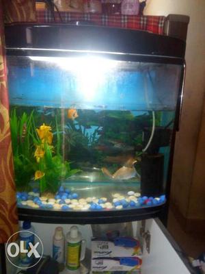 Aquarium sale included fish,stand, heater, Water