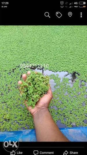 Azolla as subsidiary food for animals and fish