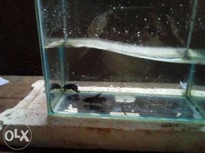 Beautiful pair Black and blue Betta fishes