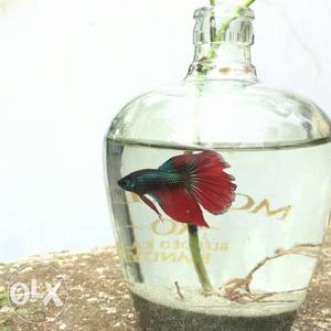 Beta fish with red tail