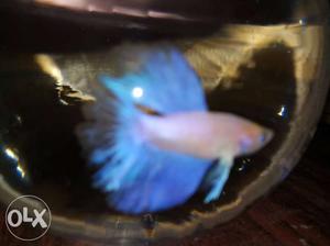 Betta fish (fighter) for sale at low price.