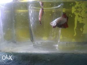 Betta fish for sale