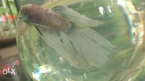 Bettas from sale