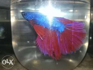 Bicolor rosetail Betta call or WP